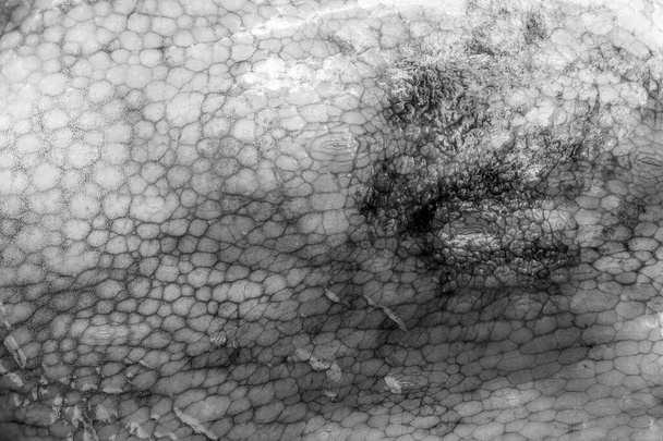 Η υφή του βρεγμένου δέρματος ενός μεγάλου χταποδιού. Φωτεινό αφηρημένο φόντο - Φωτογραφία, εικόνα