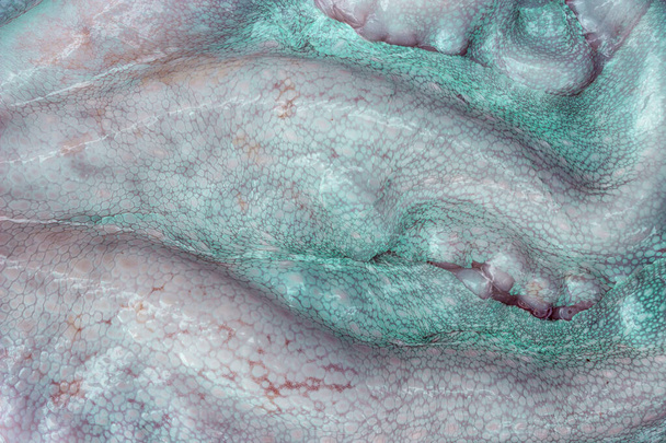 Suuren mustekalan märän ihon rakenne. Kirkas abstrakti tausta - Valokuva, kuva