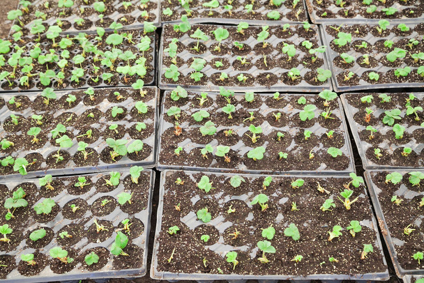 Banda małych sadzonek truskawek do sadzenia z ukierunkowaniem selektywnym - Zdjęcie, obraz