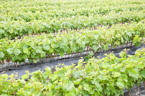 Ряд растущих виноградных саженцев с выборочным фокусом - Фото, изображение