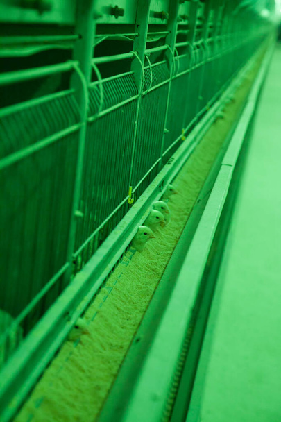 Pisklęta patrzące na zewnątrz klatki pod zielonym światłem z selektywnym naciskiem - Zdjęcie, obraz