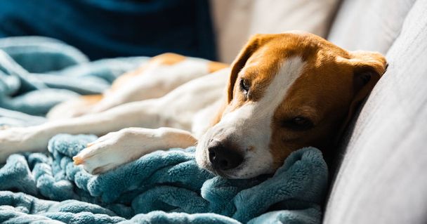 Beagle perro cansado duerme en un sofá acogedor en habitación luminosa. Tema canino - Foto, Imagen