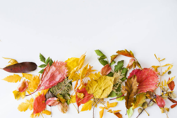 Autumn and fall colorful leaves on the white background, space for text, autumn nature background - 写真・画像