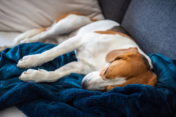 Beagle σκυλί κουρασμένος κοιμάται σε ένα άνετο καναπέ σε φωτεινό δωμάτιο. Κυνοειδές θέμα - Φωτογραφία, εικόνα