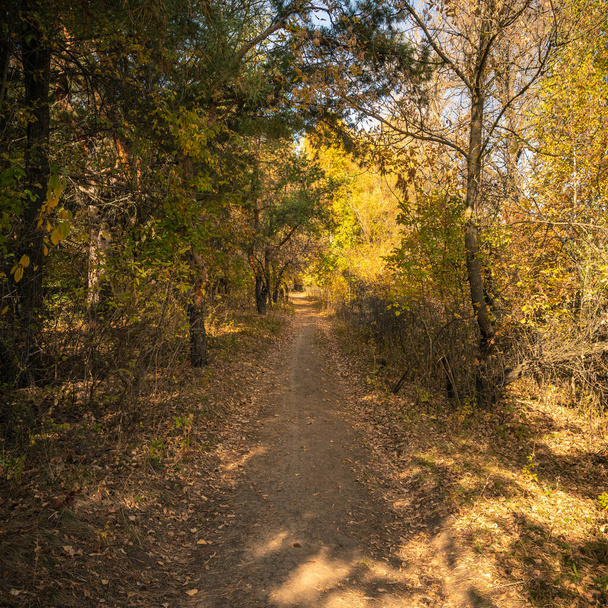 Ścieżka w jesiennym lesie wśród drzew z żółtymi liśćmi oświetlonymi słońcem - Zdjęcie, obraz