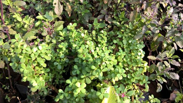 Crassula ovata, powszechnie znana jako jadeitowa roślina, szczęśliwa roślina, rośliny pieniądza lub drzewo pieniądza - Zdjęcie, obraz