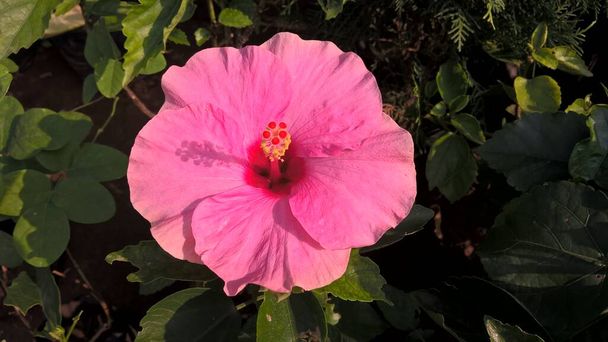 scenic view of Hibiscus or rosemallow flower for multipurpose use - Photo, Image