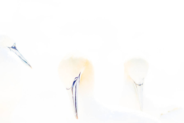 Portret van drie Northern Gannet, in zacht licht, dier liefde gedrag. In high-key. - Foto, afbeelding
