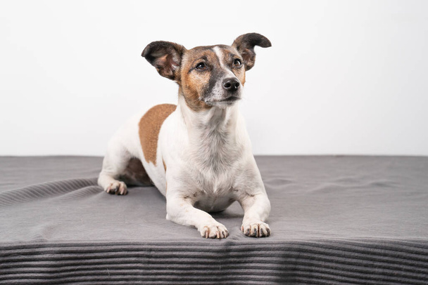 Brown, blanco y negro mayor Jack Russell Terrier se encuentra en una silla, cuerpo entero. - Foto, Imagen