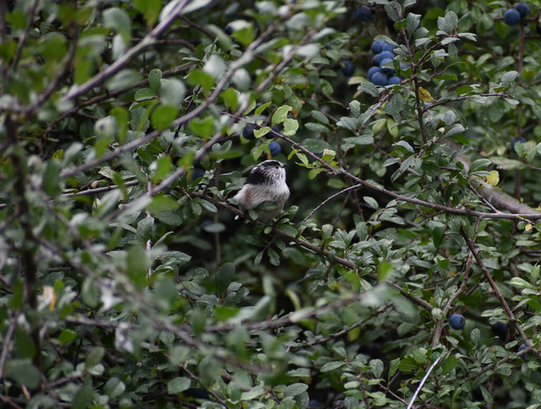 Long Tailed Tit in a sloe berry bush, the berries are ripe and ready to be picked.  - Zdjęcie, obraz