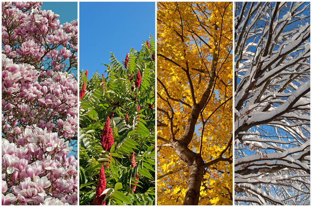 Quattro stagioni in un collage - Foto, immagini