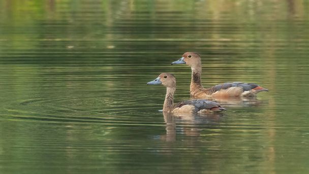 Δύο Μικρότερες Σφύριγμα Πάπιες τόσο αρσενικό και θηλυκό κολύμπι στη λίμνη - Φωτογραφία, εικόνα
