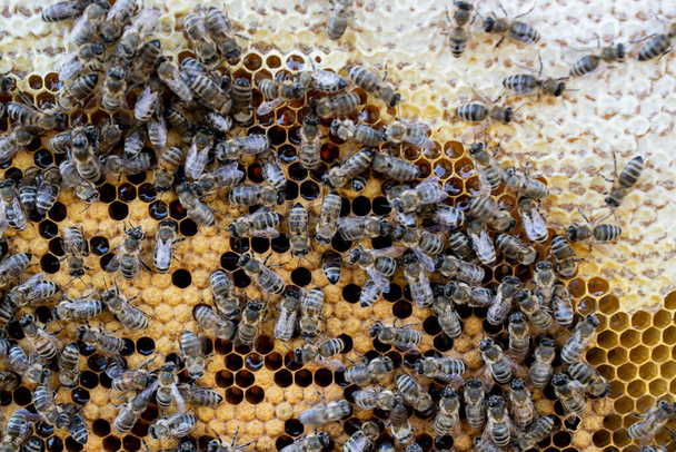 Méhfából készült keret méhekkel és méhsejtekkel, mézviaszsejtek, sok rovar - Fotó, kép