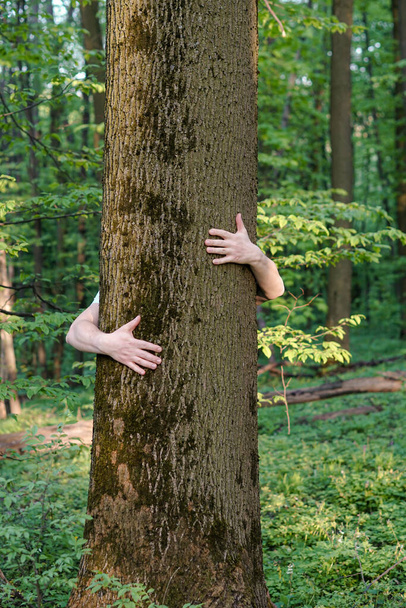 Przytulanie drzew. Zbliżenie rąk przytulających drzewo - Zdjęcie, obraz