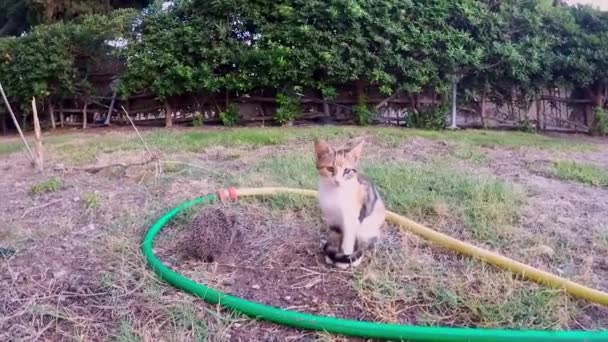 A hedgehog meets a calico cat. - Footage, Video