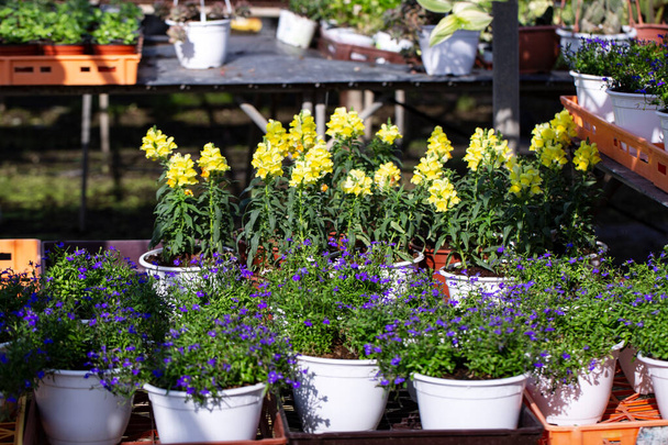 Саженцы в пластиковых горшках в теплице для выращивания цветов. Промышленное производство цветов в садовом магазине.  - Фото, изображение