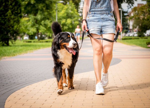 Owner walking with the Berner Sennenhund dog at the park. - Photo, image