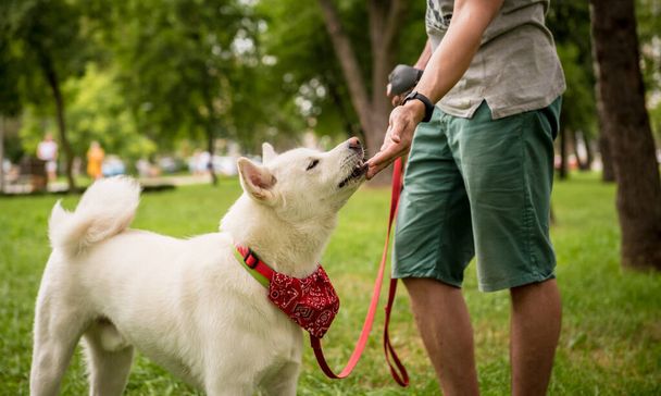 Owner trains the white akita inu dog at the park. - Photo, image