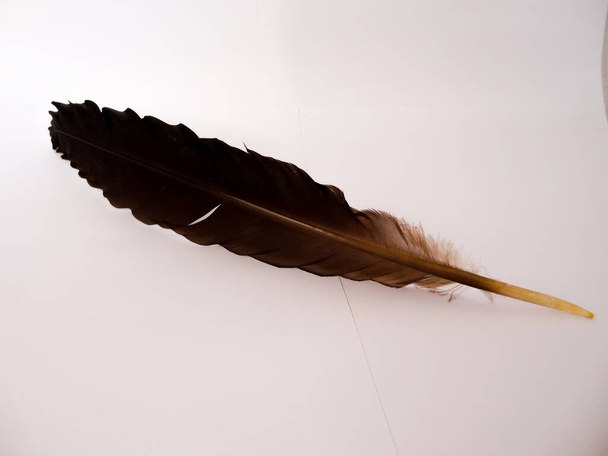 Brown bird feather on white background - Photo, Image