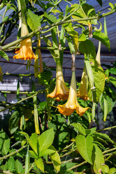 Suuri keltainen Brugmansia nimeltään Angels Trumpets tai Datura kukkia roikkua oksa. Kasvi kaunis valtava roikkuu kukkia on suosittu koristepuutarhoissa - Valokuva, kuva