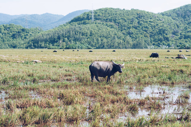 Water Buffalo Standing graze rice grass field meadow sun, forested mountains background, clear sky. Landscape scenery, beauty of nature animals concept late summer early autumn day - 写真・画像