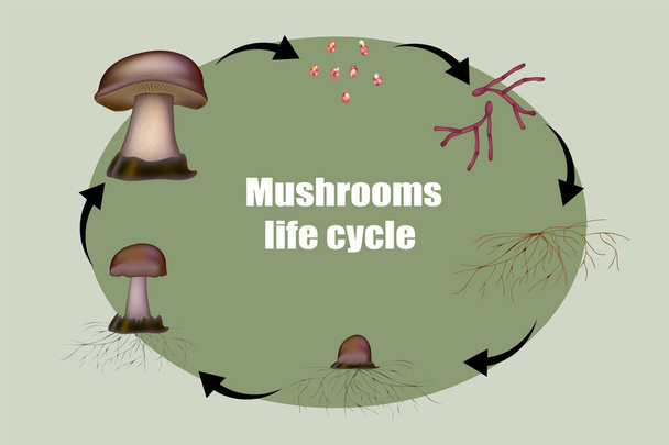 Diagrama anatomia do cogumelo estágios do ciclo de vida - Vetor, Imagem
