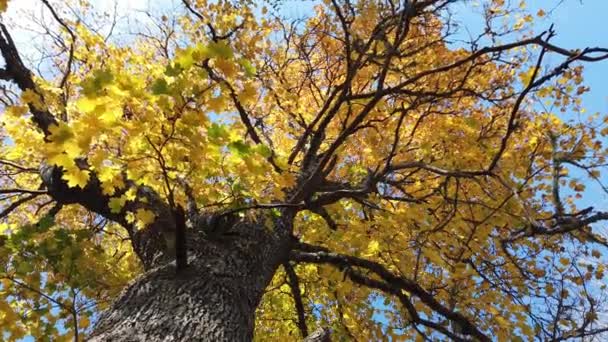 Árboles de arce que están iluminados por el sol bajo los hermosos colores del otoño en la naturaleza sueca - Imágenes, Vídeo