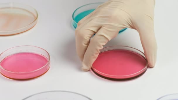 Fly πάνω από τα πολύχρωμα Petri πιάτα και χημικός σε λαστιχένια γάντια βάζει τα δείγματα αίματος για ανάλυση - Πλάνα, βίντεο