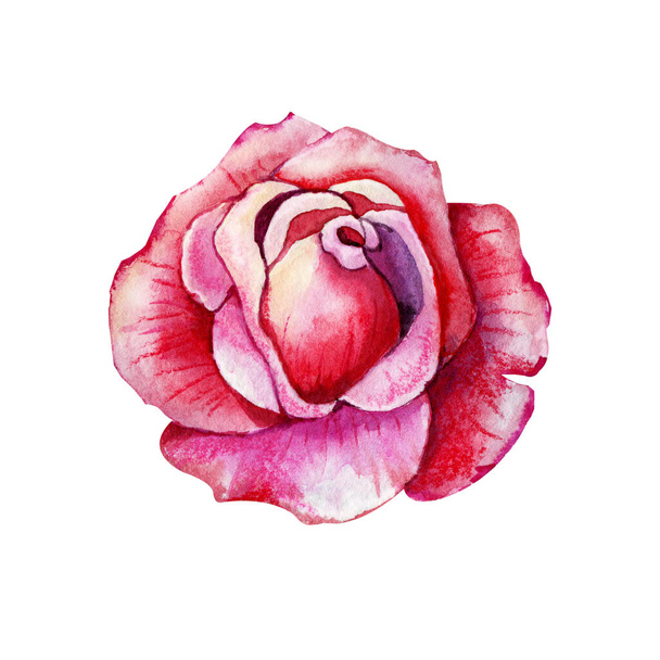 Roses flower, pink bud. Hand watercolor illustration isolated on white background. Design for wedding printed matter, invitation, congratulations, clipart, postcard, birthday - Foto, Bild