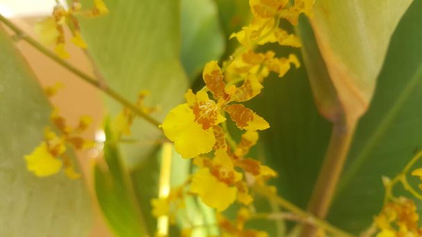 Chiuda l'orchidea gialla brillante di Oncidium di mattina su foglia liscia di bckground verde. - Foto, immagini