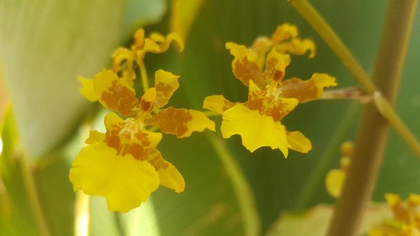 Закройте ярко-желтую орхидею Онциума утром на зеленом гладком листе почвы. - Фото, изображение