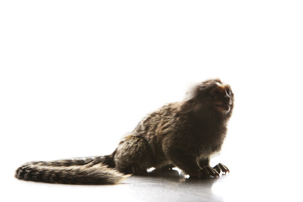 full body and tail of Marmoset  Callithricidae smallest monkey w - Photo, Image
