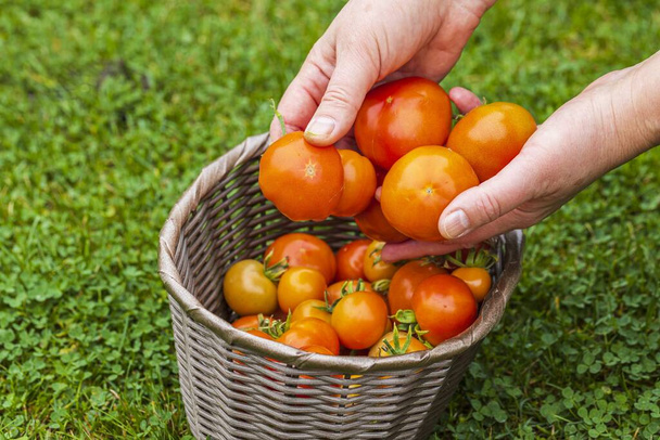 Вид мужской руки с большим красным спелым помидором. Красные помидоры в плетеной корзине на заднем плане. Органические овощи. - Фото, изображение