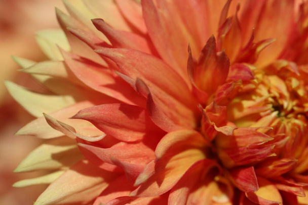 Close-up (macro shoot) of orange dahlias petals in sunlight as a natural background or texture. Macro images of texture - Photo, image