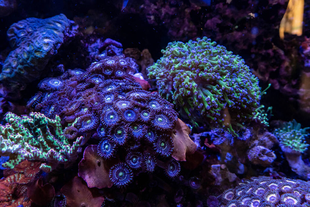 Gros plan sur les spécimens de corail d'eau salée vibrante - Photo, image