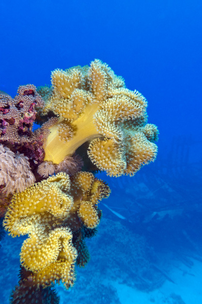 Recife de coral com grande coral macio amarelo no fundo do mar tropical em fundo de água azul
 - Foto, Imagem