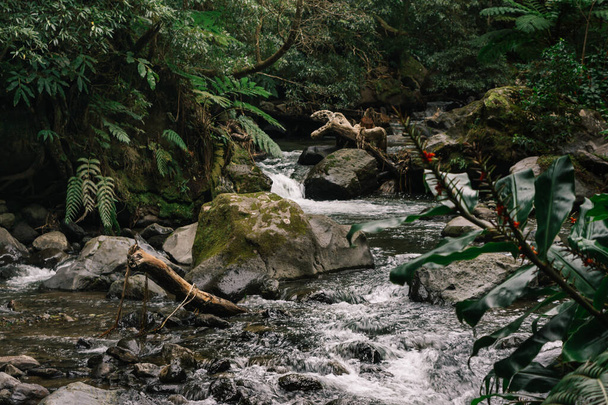 Tropical forest with river and rocks of Azores Islands, Portugal - 写真・画像