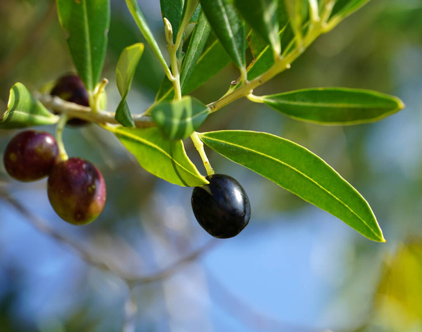 Doğal ve organik olgun siyah zeytin, dalda Olea europaea - Fotoğraf, Görsel