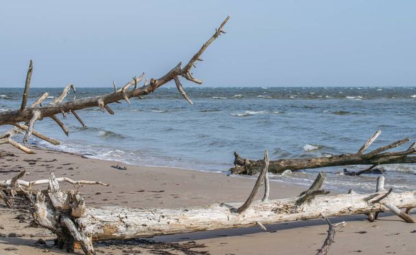 Árvores mortas na praia em Cape Kolka. Costa do Mar Báltico na Letónia - Foto, Imagem