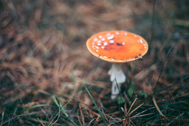 Amanita cogumelo venenoso na floresta de outono - Foto, Imagem