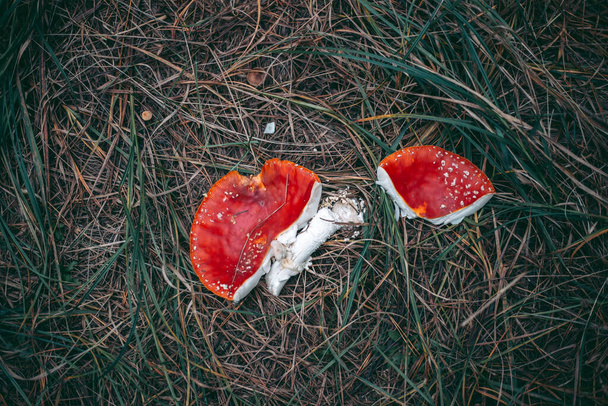 Amanita poisonous mushroom in the autumn forest - Photo, Image