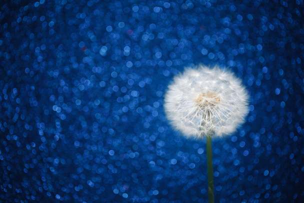dandelion flower on blue bokeh background - Photo, Image