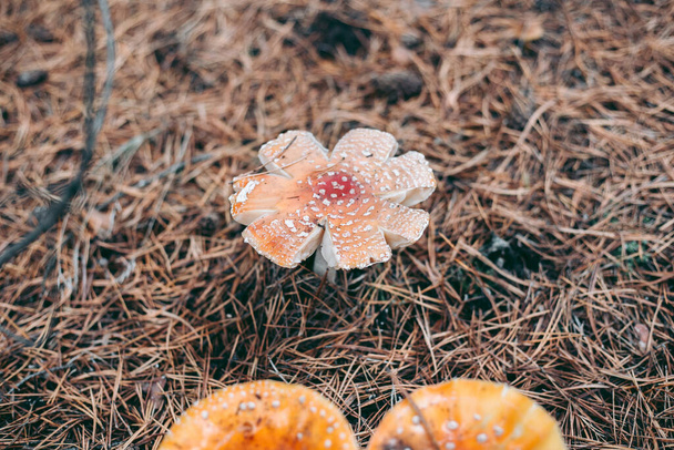 Seta venenosa Amanita en el bosque de otoño - Foto, imagen