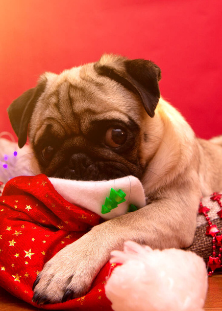 christmas pug dog with garland and hat santa claus in bed on christmas holidays, close up - Фото, изображение