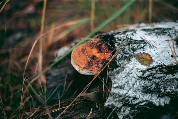 Cogumelos na árvore na floresta de outono - Foto, Imagem
