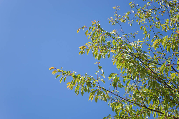 Zweige mit grünen Blättern auf Himmelshintergrund - Foto, Bild