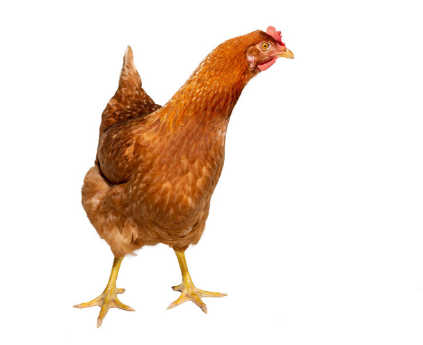 agradable joven gallina marrón sobre un fondo blanco - Foto, Imagen