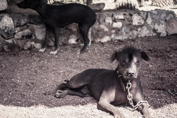 ハゲ犬(アルゼンチンピラドッグ) ) - 写真・画像