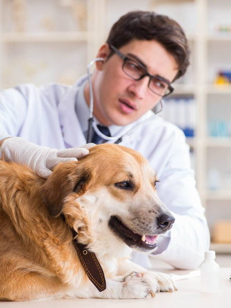 Medico esaminando cane golden retriever in clinica veterinaria - Foto, immagini
