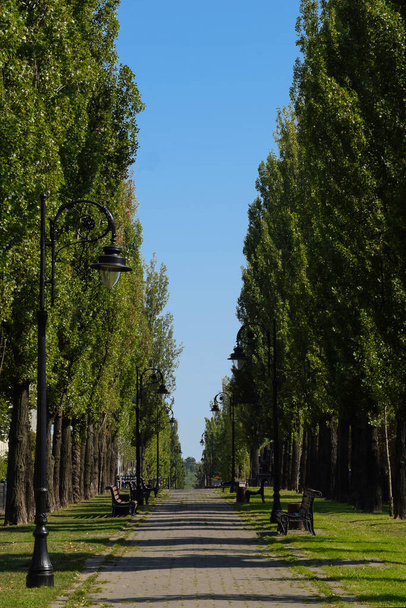 Un largo callejón de verano con árboles a los lados, farolas y bancos vacíos. Fotografiado durante el día contra el cielo azul. - Foto, imagen